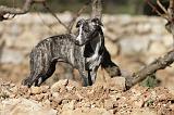 WHIPPET 154